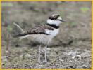 Killdeer Chick