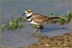 Killdeer
