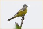Couch's Kingbird