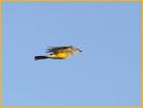 Cassin's Kingbird