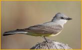 Cassin's Kingbird