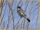 Eastern Kingbird