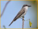 Gray Kingbird