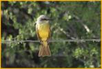 Tropical Kingbird
