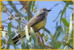 Western Kingbird