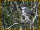 Belted Kingfisher