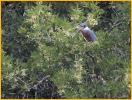 Ringed Kingfisher
