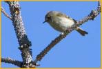 Ruby-crowned Kinglet