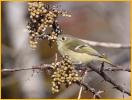 Female<BR>Ruby-crowned Kinglet