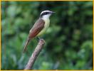 Great Kiskadee