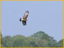 Juvenile Snail Kite