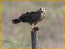 Female Snail Kite