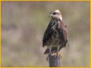 Juvenile Snail Kite