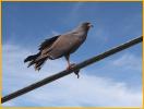 Snail Kite