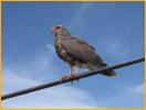 Female<BR>Snail Kite