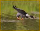 Snail Kite