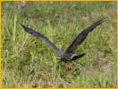 Female<BR>Snail Kite