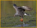 Snail Kite