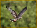 Female<BR>Snail Kite 