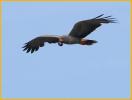 Snail Kite