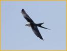 Swallow-tailed Kite