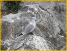 First Summer<BR>Black-legged Kittiwake