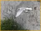 First Summer<BR>Black-legged Kittiwake