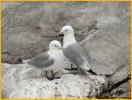 Black-legged Kittiwake