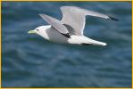 Black-legged Kittiwake