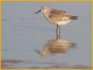 Nonbreeding<BR>Red Knot