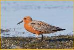 Red Knot