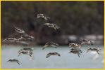 Red Knots