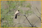 Southeast Arizona <BR>Horned Lark