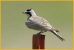 Interior West <BR>Horned Lark
