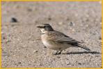 Female <BR>Horned Lark