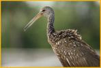 Limpkin