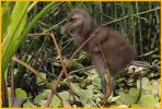 Limpkin Chick
