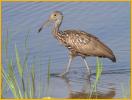 Limpkin
