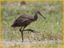 Juvenile Limpkin