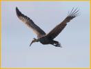 Limpkin