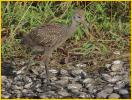 Limpkin Chick