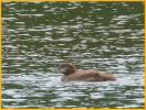 Common Loon Chick