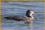 Nonbreeding <BR>Common Loon
