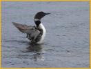 Common Loon