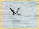 Common Loon