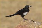 Black-billed Magpie