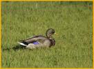 Juvenile Mallard