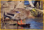 Nonbreeding Mallard