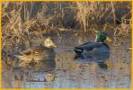 Male and Female <BR>Mallards