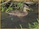 Female<BR>Mexican Mallard